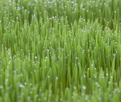 400x338px_Farm3