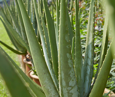 Aloe Vera