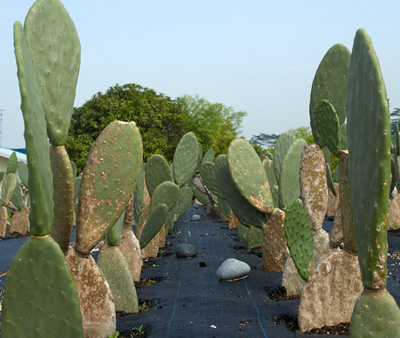 400x338px_Farm5
