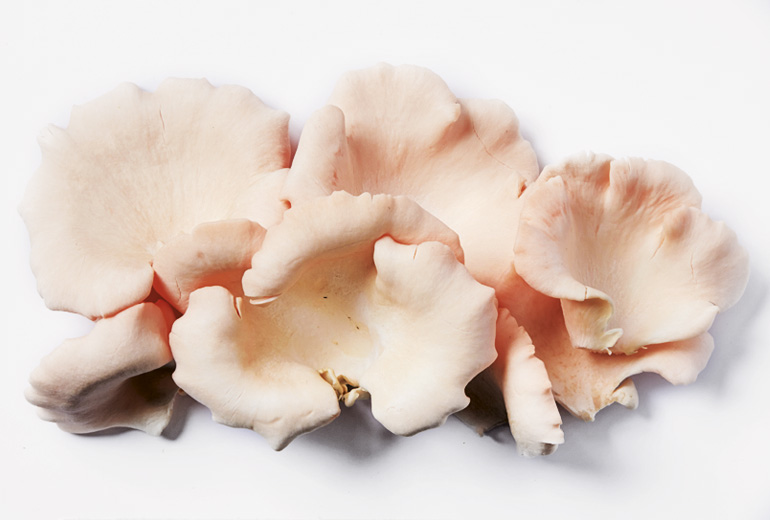 770x520px_PinkOysterM3