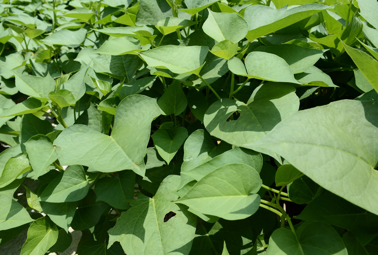 _770x520pxSweetRotatoL5