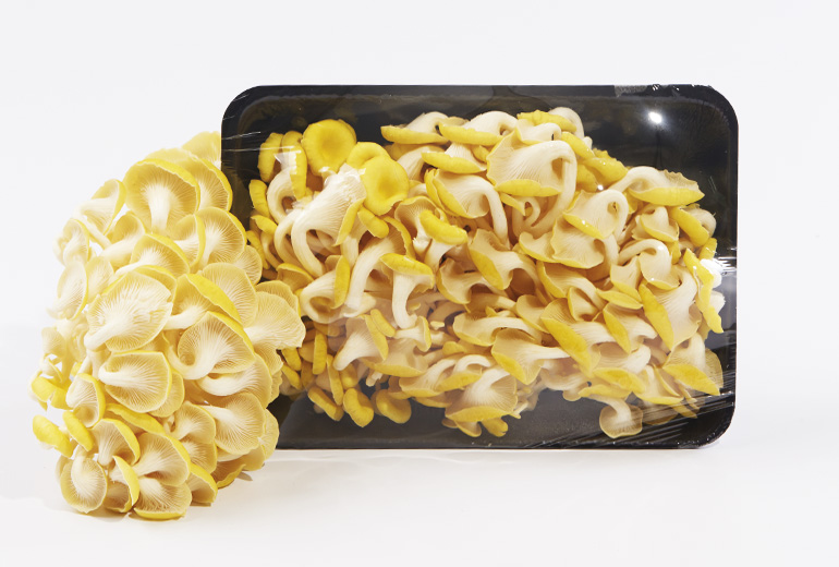 _770x520px_GoldenOysterM3