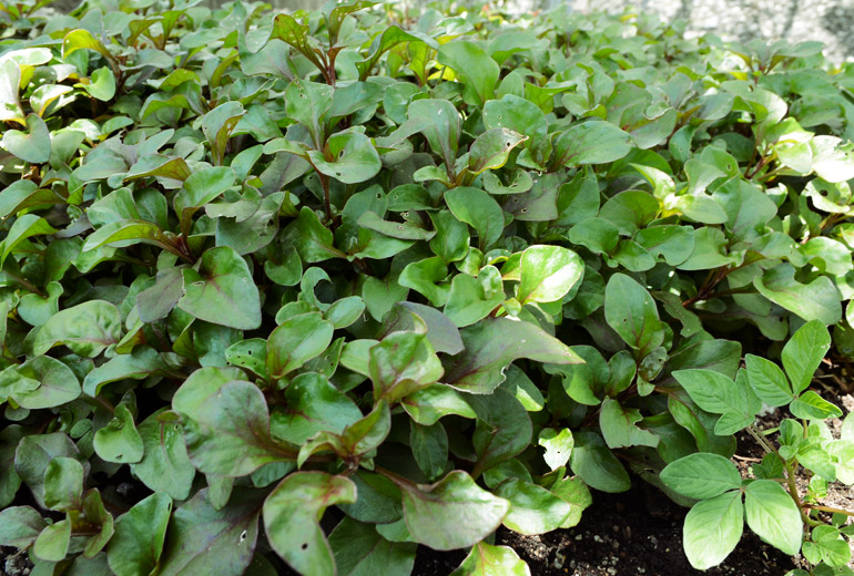 _770x520px_WaterCress2