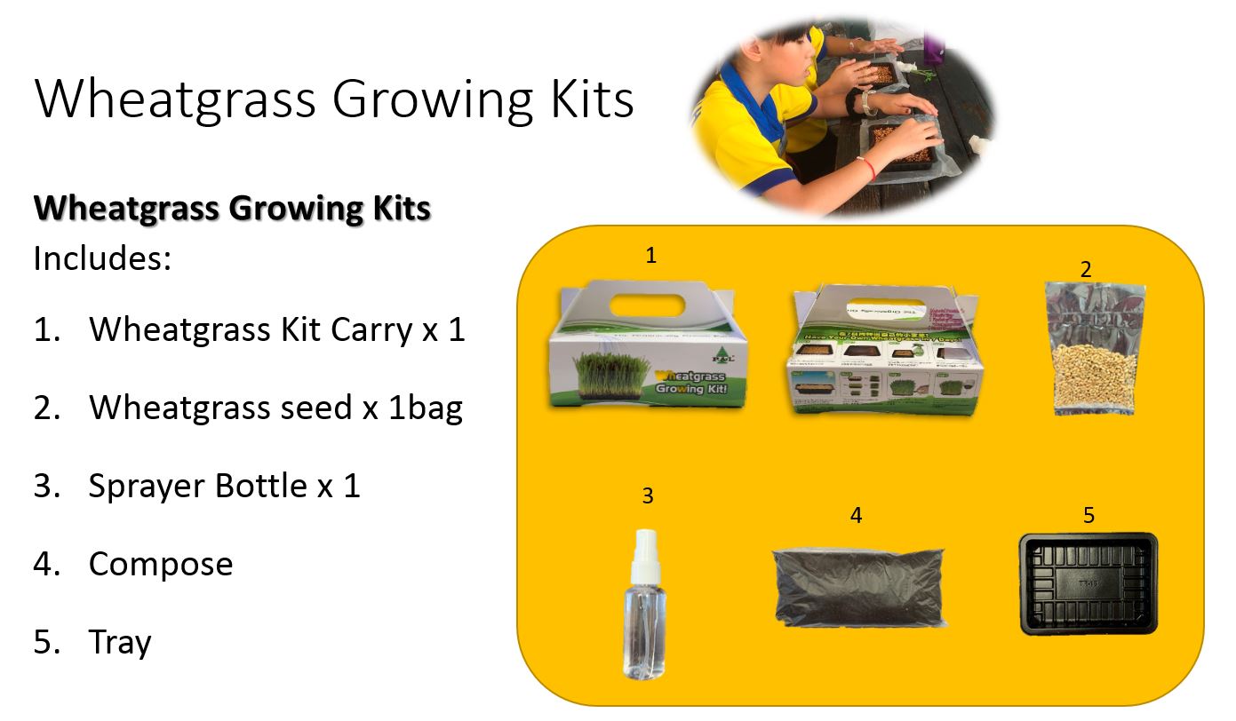 wheatgrassgrowingkit_detail