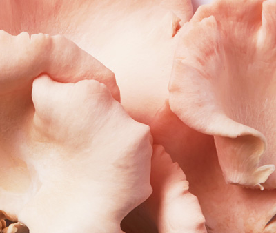 https://kinyan.sg/index.php/pink-oyster-mushroom/